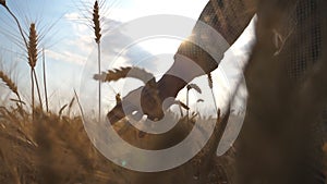 Close up of young farmer walking through wheat field and gently touching golden ears of crop. Male hand moving over ripe