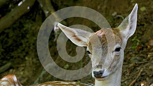 Close-up of young female European fallow deer (Dama Dama), looking at you.
