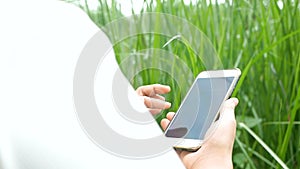 Close up of Young female farmer examining vetiver grass blade beside cornfield with smartphone in her hands.