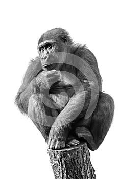 Close up of a young female gorilla