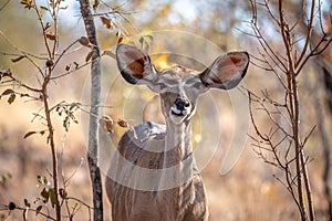Close up of a young female Kudu
