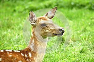 Female sika deer