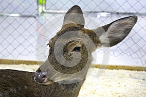 Close-up of a young female sika deer in a zoo enclosure. Defocus