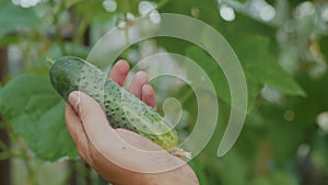 Close-up of a young flowering cucumber on a bush. A green cucumber is ripens.