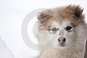 Close Up of Young Fluffy Dog Outside in Snow