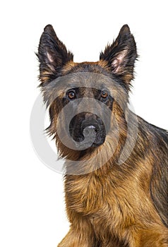 Close-up of Young German shepherd dog