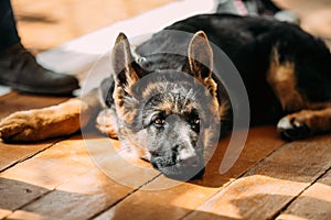 Close Up Young German Shepherd Dog Puppy