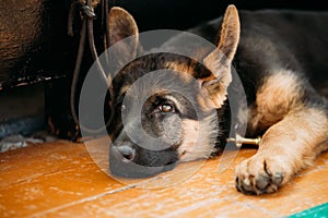 Close Up Young German shepherd Puppy Dog