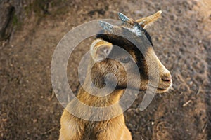 Close-up of a young goat (Capra aegagrus hircus) with its tiny new growing horns