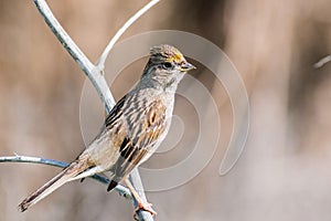 Close up of young Golden-crowned sparrow Zonotrichia atricapilla