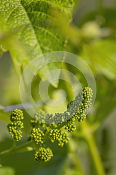 close up of young grapevine