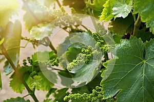 Close up of young grapevine. wine industry