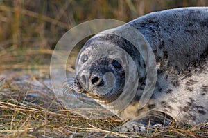 Close-up young gray seal halichoerus grypus