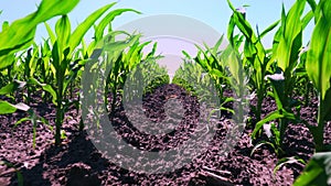 Close-up, young green corn, maize sprouts, shoots, planted in rows in field on background of soil, ground and blue sky