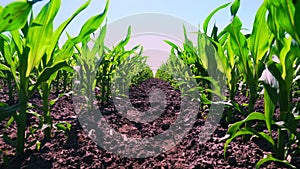 Close-up, young green corn, maize sprouts, shoots, planted in rows in field on background of soil, ground and blue sky