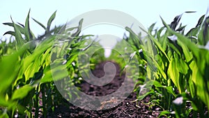 Close-up, young green corn, maize sprouts, shoots, planted in rows in field on background of soil, ground and blue sky