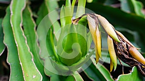 Close up of young and green dragon fruit