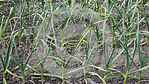 Close-up of young green garlic plants growing in the garden.