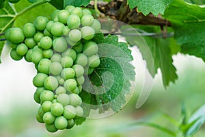 Close up young green grape in champagne vineyards at montagne de reims, France photo