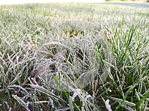 Close up young green grass. Morning frost on lawn.. Lawn blur with soft light for background.