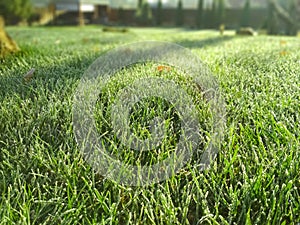 Close up young green grass. Morning frost on lawn.. Lawn blur with soft light for background.