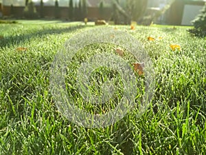 Close up young green grass. Morning frost on lawn.. Lawn blur with soft light for background.