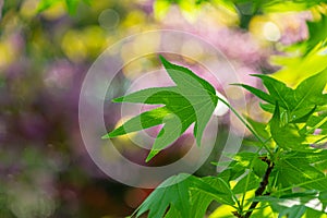 Close-up of young green leaf of Liquidambar styraciflua or Amber tree in focus against green bokeh background in spring garden