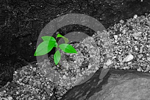 Close up young green leaves on black and white background. It is growing through brown ground.