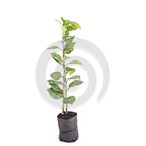 Close up young green lemon tree in plastic bag isolated on white