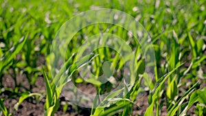 Close-up, young green maize sprouts, shoots, swaying in the wind in sunlight, on cornfield. corn planted in rows. Corn