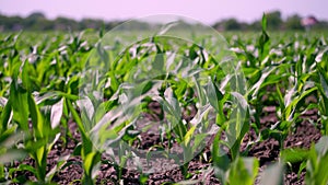 Close-up, young green maize sprouts, shoots, swaying in wind in sunlight, on cornfield. corn planted in rows. Corn