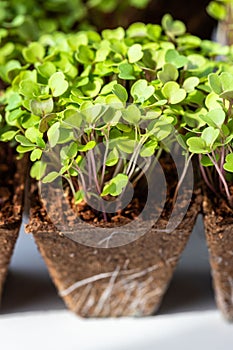 Close up of young green sprouts arugula with roots in biodegradable peat pot for seedling, ready for transplanting