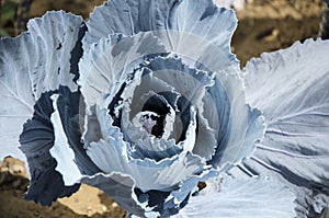 Close-up of young head of red cabbage in the garden bed