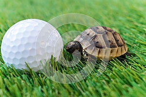 Close up of a young hermann turtle on a synthetic grass with golf ball