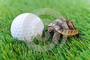 Close up of a young hermann turtle on a synthetic grass with golf ball