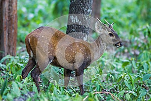 Close up of young Hog deer(