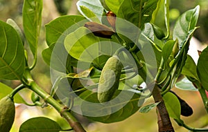 Close up of young jack fruit and its flower on the tree