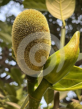 Close up of young jack fruit and its flower on the tree