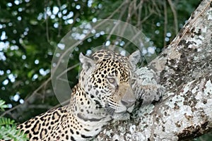 Close up of a young jaguar - Panthera onca - lying in the nook of a tree.  Location: Porto Jofre, Pantanal, Brazil