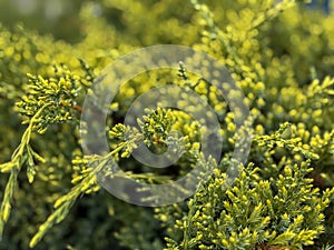 Close-up of a young juniper bush. Nature background