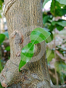Fresh Lime Leaf Growing on Tree Bark