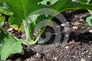 Close up of young kohlrabi growing as a plant in the vegetable garden with green leaves in the ground