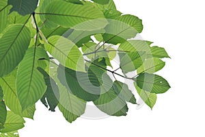 Close-up young Kratom leaves with branches on white isolated background for green foliage backdrop