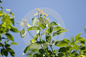 Young Leaf of Indian cork tree