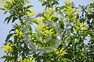 Young Leaf of Indian cork tree