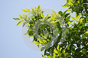 Young Leaf of Indian cork tree