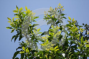 Young Leaf of Indian cork tree
