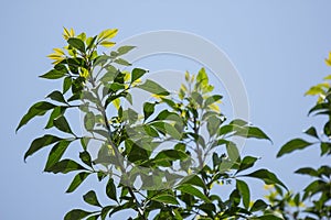 Young Leaf of Indian cork tree