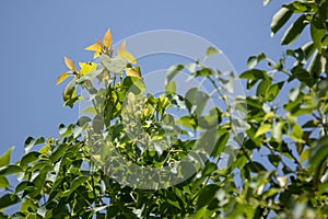 Young Leaf of Indian cork tree