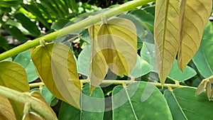 Close up of the young leaves of the bilimbi plant have a green-brown color on a sunny morning